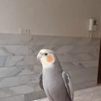 عروس هلندی گمشده