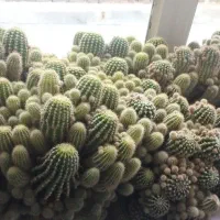 کاکتوس  بسیار زیبا و بزرگ|گل و گیاه طبیعی|تربت‌حیدریه, شهرک ولیعصر|دیوار