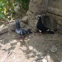 کبوتر