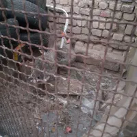 بت غاز کفتر