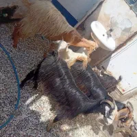 4عدد بز لری سه تاشون حامله هستن