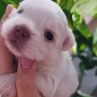 شیتزو چشم رنگی