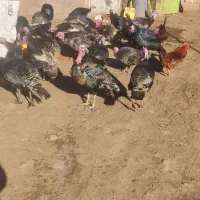 بوقلمون طبیعی