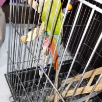 طوطی گرینچیک