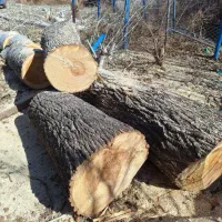 خرید چوب در باغات نقد به قیمت روز