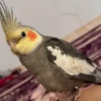 عروس هلندی گمشده