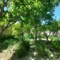 باغچه-نقلی-سند-تک-برگ-چهار-دیوار-کردزار