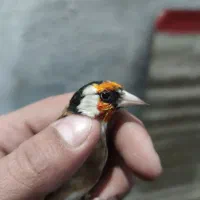 سهره جوجه قفس نشانه دار