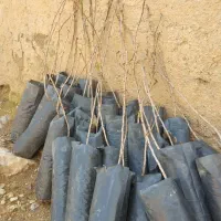 فروش نهال درخت پسته رفسنجان