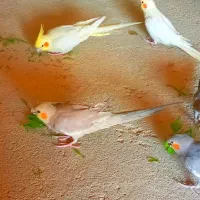 فروش عروس هلندی بهترین موقع برای دستی کردن