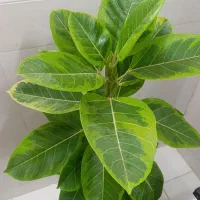 گل و گلدان زیبا