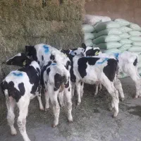 فروش گوساله نر