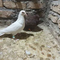 دوتا جوجه یک سفید یک دم سفید