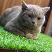 اسکاتیش لیلاک به علت مهاجرت|گربه|تهران, گیشا|دیوار