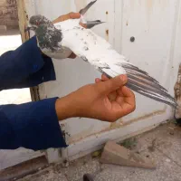 کفتر