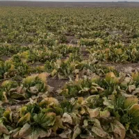 کلم خوراک دام