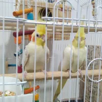 عروس هلندی جفت بالغ