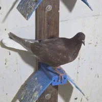 سرخ دم سفید|پرنده|زاهدان, |دیوار