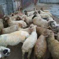 بره چندماهه و نرموجودهست