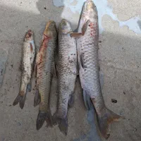 ماهی سرخه  یا شبوت درجه یک