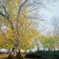 فروش زمین درکیان اباد