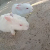 یک جفت خرگوش