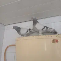 سوسنی هل پاپر بهبهونی