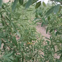 باغ ویلا خانه|فروش خانه و ویلا|خواجه, |دیوار