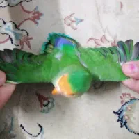 فروش طوطی|پرنده|بجنورد, |دیوار