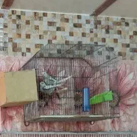 جفت عروس هلندی در هویزه|پرنده|سوسنگرد, |دیوار