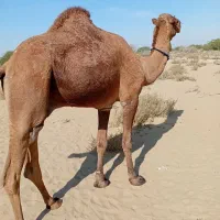 شتر نر|حیوانات مزرعه|بند زرک, |دیوار