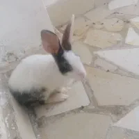 خرگوش نر جوان