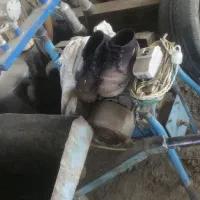 شیردوش شیر دوش گاو گوساله