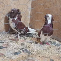 کبوتر تزئینی شامپیون ارجینال|پرنده|بابل, |دیوار