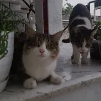 فروش،بچه گربه پرشین ناز خوشکل