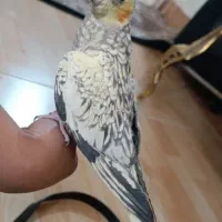 عروس هلندی مینیاتوری نر|پرنده|تبریز, |دیوار