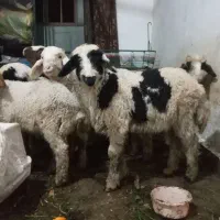 بز بره میش گاو