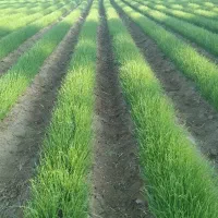 فروش نشا پیاز مینروا دستگیری