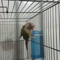 گرینچیک سخنگو دستی|پرنده|قم, نخودی|دیوار