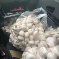 فروش قارچ لوکس