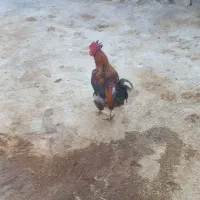 خروس گلین دارم فروشی