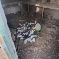 کبوتر رنگی پرشی