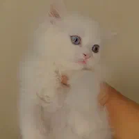 گربه اشرافی|گربه|کرج, حیدرآباد|دیوار