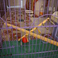 قفس سالم برای پرنده|لوازم جانبی حیوانات|تهران, دستغیب|دیوار