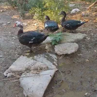 اردک محلی و اسرائیلی
