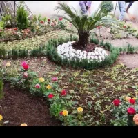 هرس درخت ونخل،کاشت نهال،تعویض خاک،سم پاشی