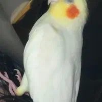 مژدگانی ۳ میلیون تومن میدم عروسم گم شده|حیوانات|مرند, |دیوار