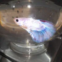 ماهی فایتر کمیاب و غذا و ماهی آکواریوم