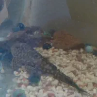 ماهی پرت و لجن خوار