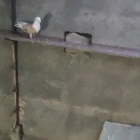 ۲ عدد کربلایی هفت رنگ نره پرخال